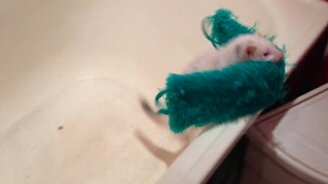 Хорёк прячет тёрку - смотреть видео (0:36)