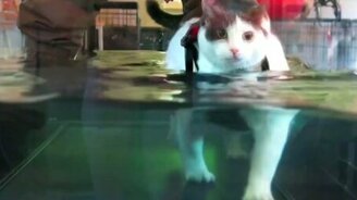 Кошачьи приколы с озвучкой - смотреть видео (5:09)