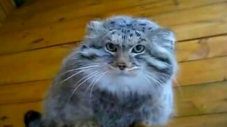 Кот манул в ярости - смотреть видео (1:02)