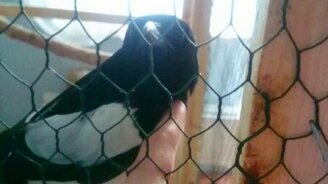 Сорока встречает хозяина - смотреть видео (3:53)