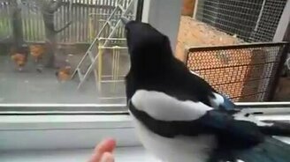 Как смеётся сорока - смотреть видео (3:12)