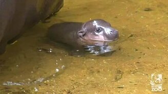 Новорожденный бегемотик - смотреть видео (1:20)