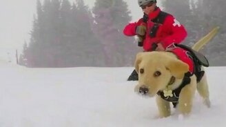 Зимняя прогулка щенка - смотреть видео (0:54)