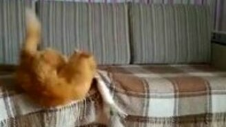 Рыжий кот носит апорт - смотреть видео (1:01)