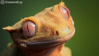 Чудо-способности зверей - смотреть видео (3:15)