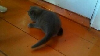 Кошка учит котёнка охоте - смотреть видео (2:36)