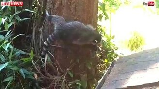 Енотиха учит малышей лезть на дерево - смотреть видео (1:23)