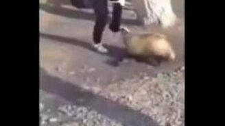 Подростки против барсука - смотреть видео (1:30)