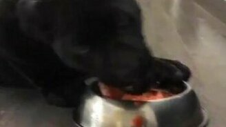 Чёрная пантера трапезничает - смотреть видео (0:15)