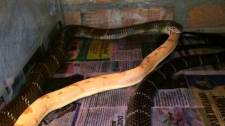 Королевская кобра за обедом - смотреть видео (2:01)