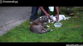 Кислородная маска послужила для спасения собак - смотреть видео (0:44)