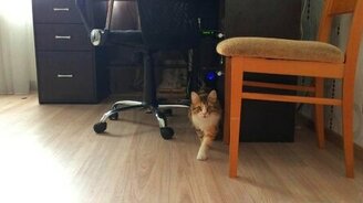 Охота домашнего кота - смотреть видео (0:41)