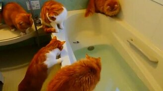 Рыжая тусовка в ванной - смотреть видео (0:38)