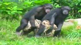 Обезьяны под весёлую озвучку - смотреть видео (2:40)