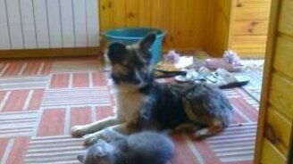 Всех закусала! - смотреть видео (1:54)