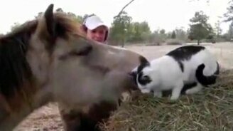 Сборник прикольных животных - смотреть видео (4:30)