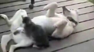 Подборка прикольных животных - смотреть видео (4:30)