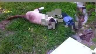 Голубь и кот - друзья? - смотреть видео (2:59)