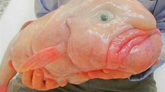 Пятёрка самых страшных и опасных рыб - смотреть видео (2:15)