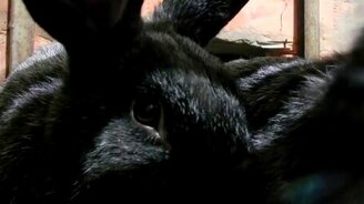 Любопытный кролик - смотреть видео (2:23)