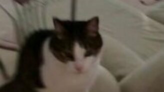 Чихнул на кота - смотреть видео (0:14)