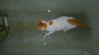 Кот ныряет в бачок унитаза - смотреть видео (2:28)