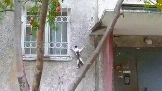 Сборка с котами-скалолазами - смотреть видео (1:53)