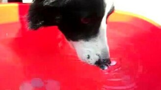 Собака пускает пузыри - смотреть видео (0:20)