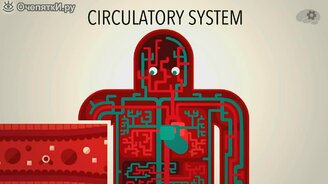 О системе кровообращения - смотреть видео (4:21)