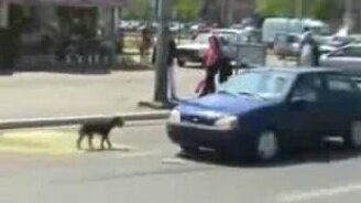 Собачья месть - смотреть видео (0:35)