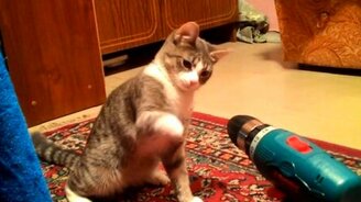 Котейка против шуруповёрта - смотреть видео (1:28)