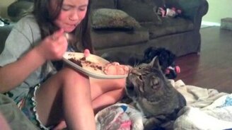 Котейки-воришки - смотреть видео (3:01)