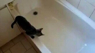 Котик передумал мыться - смотреть видео (0:26)