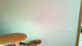 Худей, котик, худей! - смотреть видео (0:43)