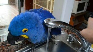 Попугай стремится купаться - смотреть видео (1:39)
