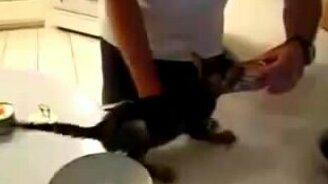 Цепкий котёнок - смотреть видео (0:29)