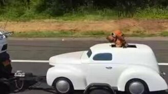 Собака заядлого автолюбителя - смотреть видео (0:24)