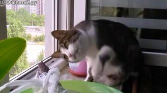 Проверка кошачьей силы воли - смотреть видео (0:23)