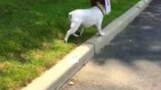 Упрямство бульдога зашкаливает - смотреть видео (3:16)