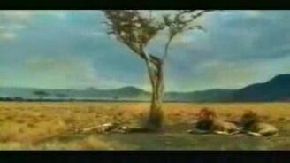 Антилопа блондинка - смотреть видео (0:40)