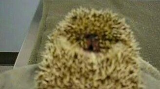 Ёжик оглашенно орёт - смотреть видео (0:57)