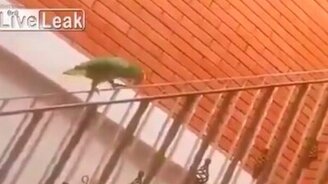 Перила - аттракцион для попугая - смотреть видео (1:28)