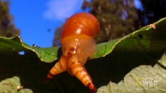 Паразит завладевает улитками - смотреть видео (2:41)