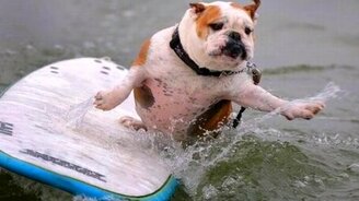 Собаки-сёрферы - смотреть видео (2:16)