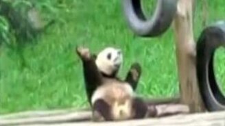 Танец панды - смотреть видео (0:18)