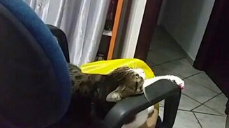 Кошка против растопыренной руки - смотреть видео (2:14)