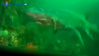 Дайверы спасли акулу - смотреть видео (2:41)