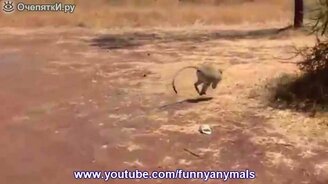 Макака-воришка - смотреть видео (0:52)