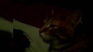 Звуки, характерные для кошек - смотреть видео (1:18)