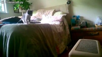 Короткие приколы с кошками - смотреть видео (9:54)